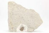 Spiny Trilobite (Kettneraspis) - Black Cat Mountain, Oklahoma #209146-5